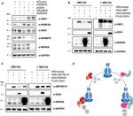 GID4 Antibody in Western Blot (WB)