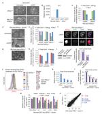 Nanog Antibody in Immunocytochemistry (ICC/IF)