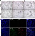 LTB4R2 Antibody in Immunohistochemistry (IHC)