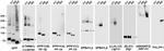 EPB41L2 Antibody in Western Blot (WB)