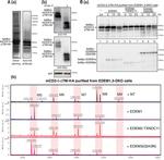 GRP78 Antibody in Western Blot (WB)