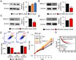 RNF217 Antibody in Western Blot (WB)