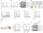 DEPDC1 Antibody in Western Blot (WB)