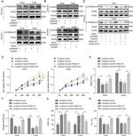 VSNL1 Antibody in Western Blot (WB)