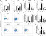 Ly-6G/Ly-6C Antibody in Flow Cytometry (Flow)