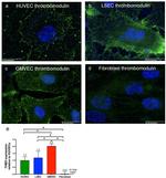 Thrombomodulin Antibody in Immunocytochemistry (ICC/IF)