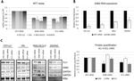 ASB2 Antibody in Western Blot (WB)