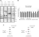 ASB2 Antibody in Western Blot (WB)
