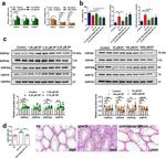 HSPA4L Antibody in Western Blot (WB)