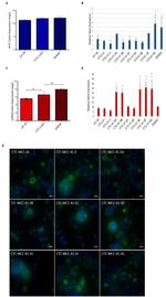 Ezrin Antibody in Immunocytochemistry (ICC/IF)