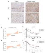 LPAR6 Antibody in Immunohistochemistry (IHC)