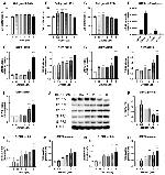 EDG8 Antibody in Western Blot (WB)