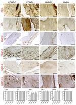 BMP-2 Antibody in Immunohistochemistry (IHC)