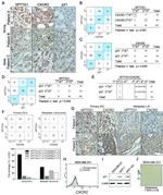 Securin Antibody in Immunohistochemistry (IHC)