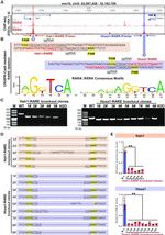 RARA Antibody in ChIP Assay (ChIP)