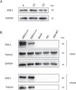 EML1 Antibody in Western Blot, Immunoprecipitation (WB, IP)
