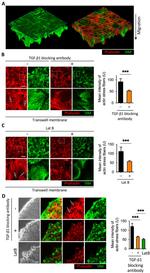 TGF beta-1,2,3 Monoclonal Antibody (1D11)