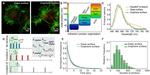 Vinculin Antibody in Immunocytochemistry (ICC/IF)