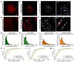 Vinculin Antibody in Immunocytochemistry (ICC/IF)