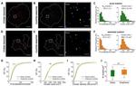 Vinculin Antibody in Immunocytochemistry (ICC/IF)