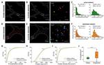 Vinculin Antibody in Immunocytochemistry (ICC/IF)