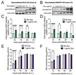 V5 Tag Antibody in Western Blot (WB)