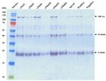 HIF1A Antibody in Western Blot (WB)