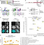 CCDC71 Antibody in Immunocytochemistry (ICC/IF)