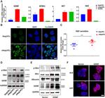 CD45.1 Monoclonal Antibody (A20), Alexa Fluor™ 647