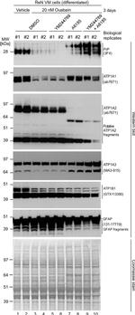 ATP1A3 Antibody in Western Blot (WB)