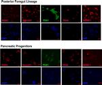 PAX4 Antibody in Immunocytochemistry (ICC/IF)