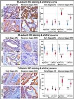 Activin A Antibody in Immunohistochemistry (IHC)