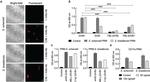 Complement C3b Antibody in Immunocytochemistry (ICC/IF)