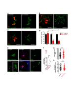 DIAPH1 Antibody in Immunocytochemistry (ICC/IF)