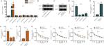 BUD13 Antibody in Western Blot, Immunoprecipitation (WB, IP)