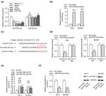 ZCCHC12 Antibody in Western Blot (WB)