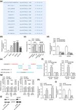 ZCCHC12 Antibody in Western Blot (WB)