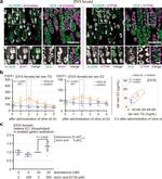ATP4B Antibody in Immunohistochemistry (IHC)