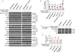 Cyclophilin F Antibody in Western Blot, Immunoprecipitation (WB, IP)