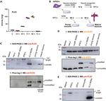 Acid Phosphatase 2 Antibody in Western Blot (WB)