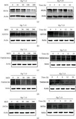 TMEM190 Antibody in Western Blot (WB)