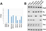Desmoglein 2 Antibody in Immunocytochemistry (ICC/IF)