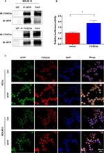 WTIP Antibody in Western Blot (WB)