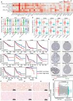 RGS1 Antibody in Immunohistochemistry (IHC)