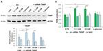 TXNIP Antibody in Western Blot (WB)