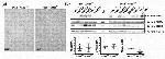 Myogenin Antibody in Western Blot (WB)