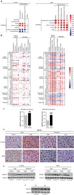 MEKK1 Polyclonal Antibody