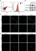 LRRC52 Antibody in Western Blot, Immunocytochemistry (WB, ICC/IF)