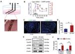 CaMKII beta/gamma/delta Antibody in Western Blot (WB)