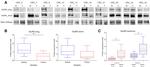 GluR4 Antibody in Western Blot (WB)